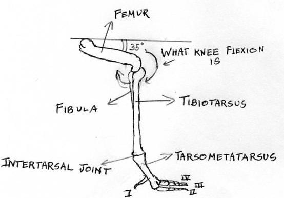 tendons of foot. tendon dysfunction Feet of